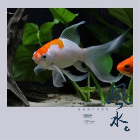 招財小型魚|養魚能招財，10條最實用的養魚風水（你一定要知道）。